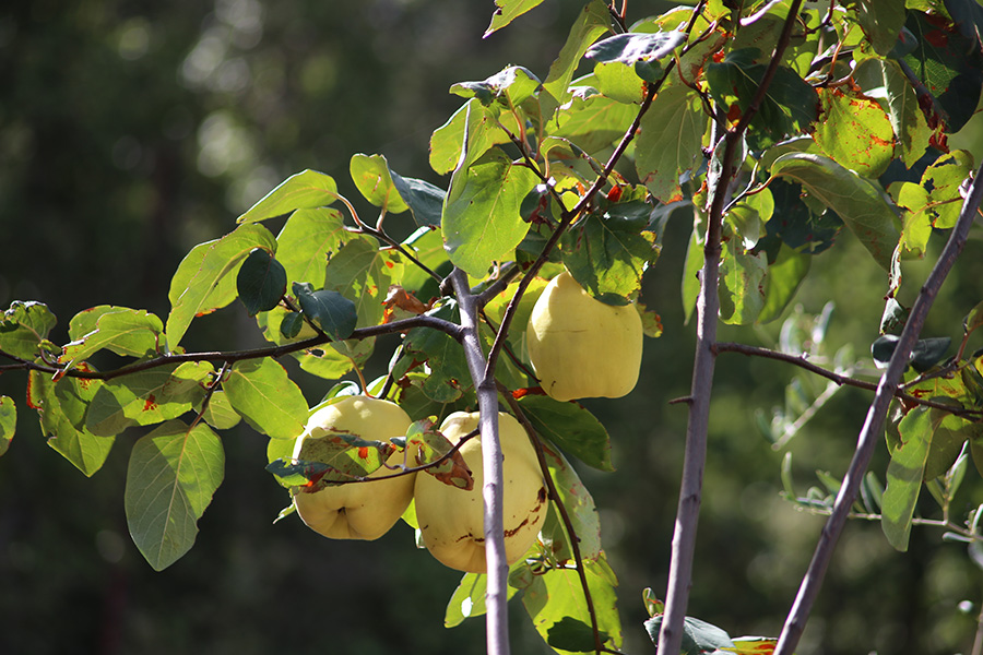 quince fruit hanging on the tree