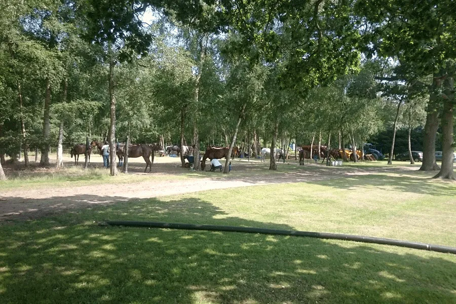 a string of polo ponies resting under trees