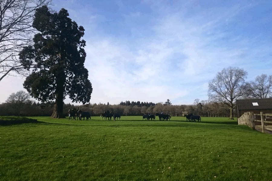 polo ponies crossing the field in front of the Club House