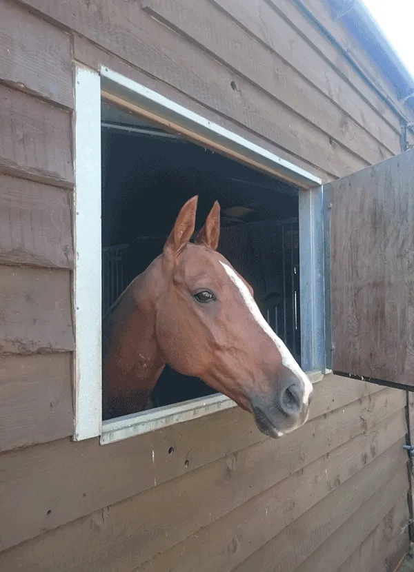 polo pony looking out of stable