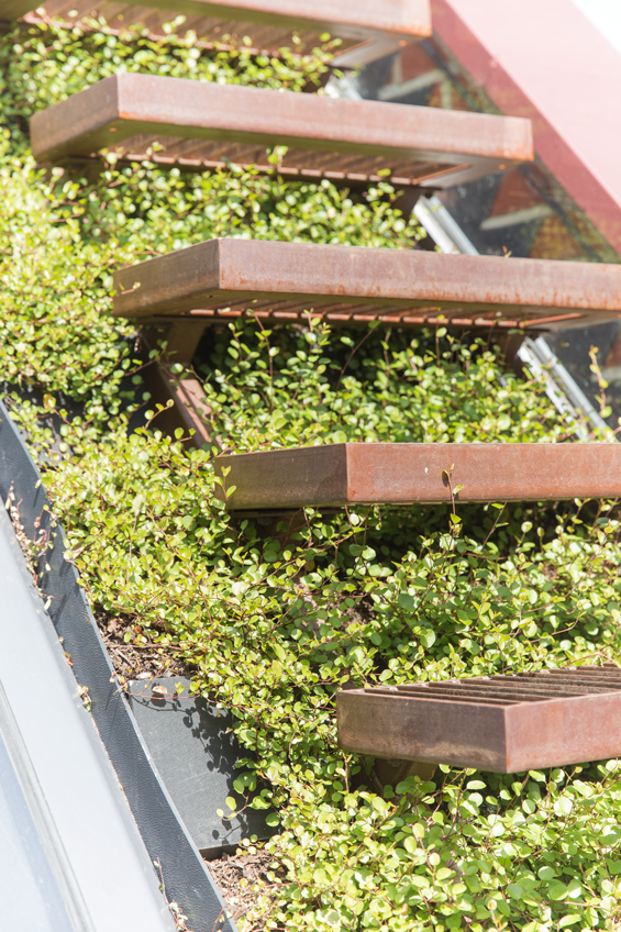 detail of cantilevered steel stair over green roof