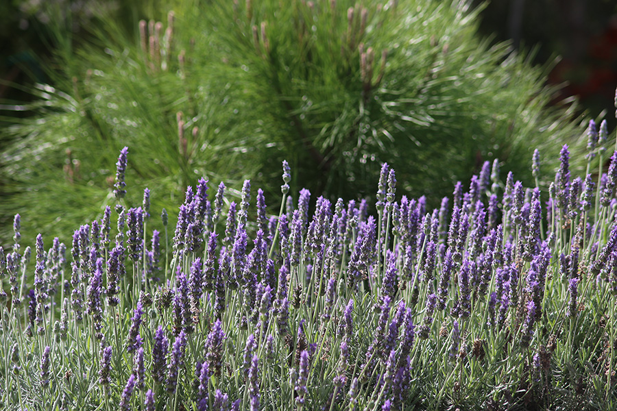 lavender and a young pine tree