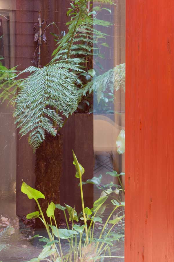 lightwell plant detail framed by glulam