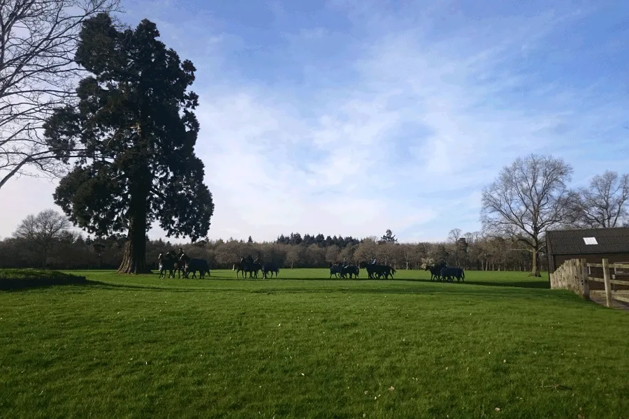 Polo ponies crossing the field in front of the Club House