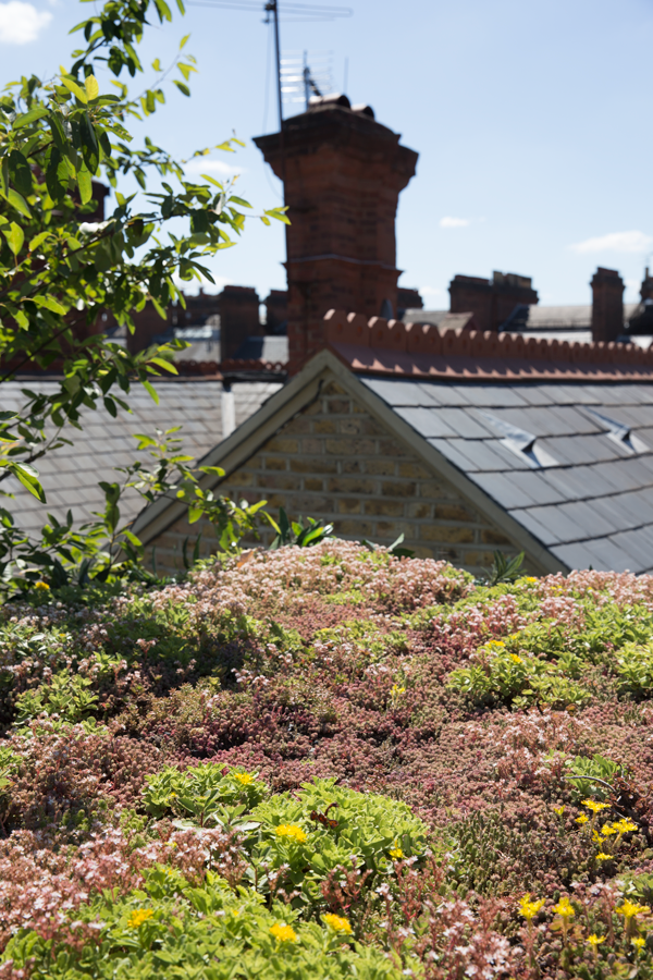Green roof with historic chimneys