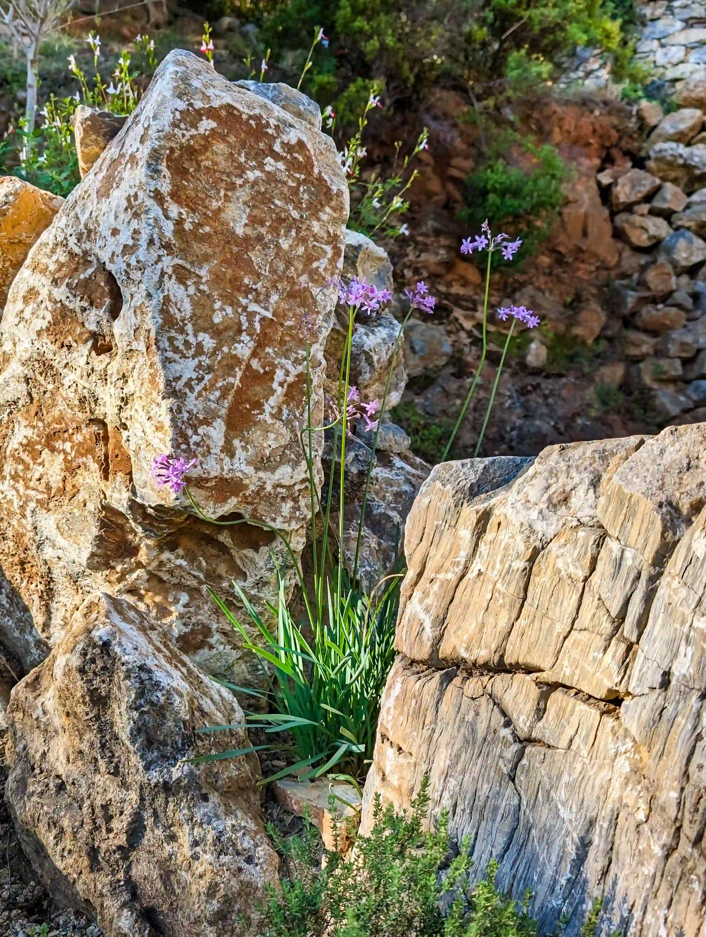 Pathside planting between the rocks