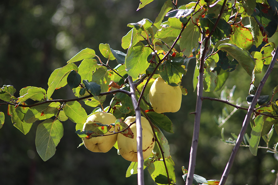 Quince fruit hanging on the tree