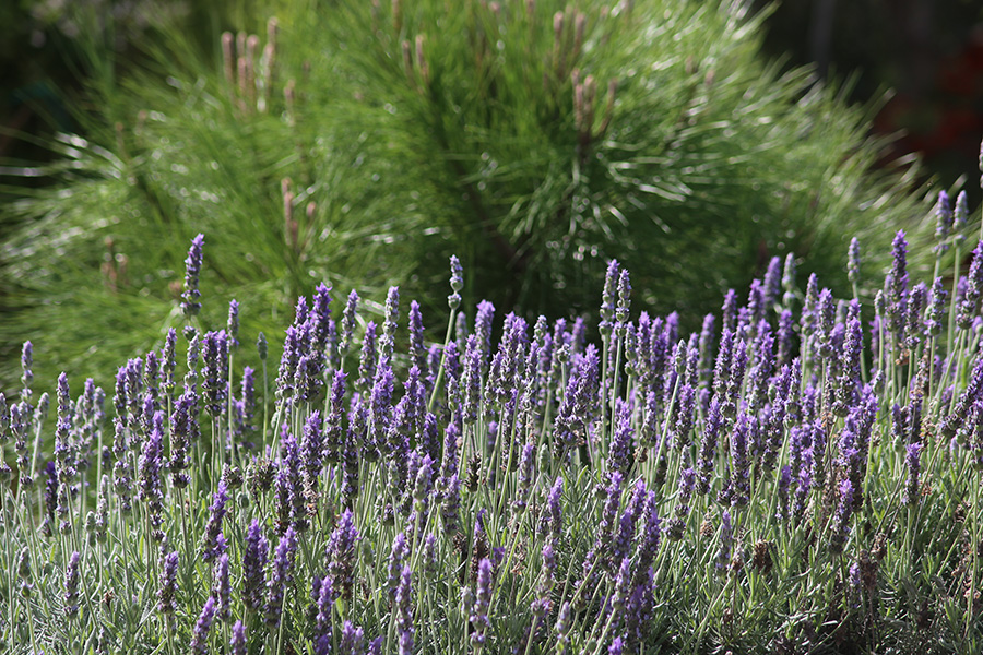 Lavender and a young pine tree