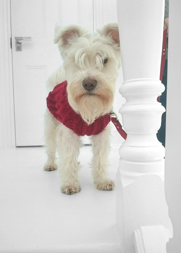 The family dog at home
